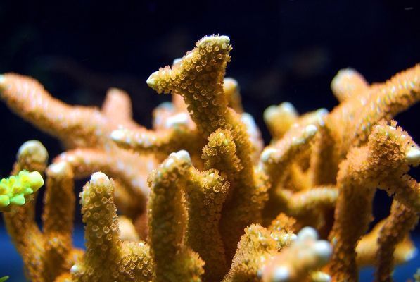 過背金龍魚10多斤正常嗎圖片：10多斤的過背金龍魚是否正常