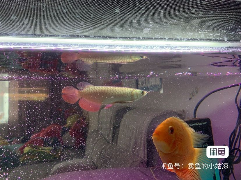 野采水草可以放魚缸嗎圖片(野采的水草可以進草缸嗎) 魚缸百科 第3張 野采水草可以放魚缸嗎圖片(野采的水草可以進草缸嗎) 野采水草可以放魚缸嗎圖片(野采的水草可以進草缸嗎) 魚缸百科 第3張