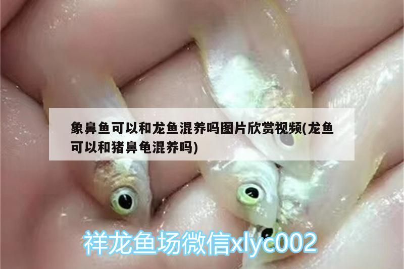 象鼻魚可以和龍魚混養嗎圖片欣賞視頻(龍魚可以和豬鼻龜混養嗎)
