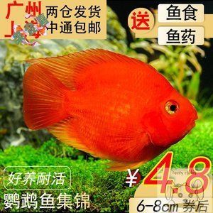 觀賞魚元寶鳳凰好養嗎：元寶鳳凰魚是一種相對好養的淡水觀賞魚元寶鳳凰魚好養嗎