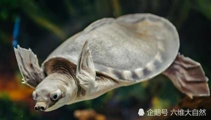 豬鼻龜養大了怎么辦：豬鼻龜太大了怎么辦