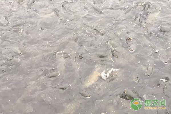 銀龍魚可以吃飼料嗎有毒嗎(銀龍魚可以吃飼料嗎有毒嗎視頻)