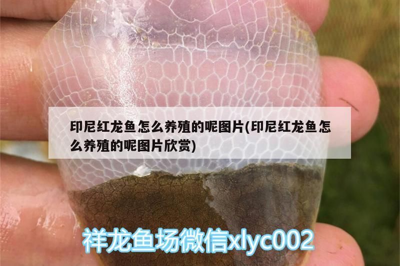 印尼紅龍魚怎么養殖的呢圖片(印尼紅龍魚怎么養殖的呢圖片欣賞)