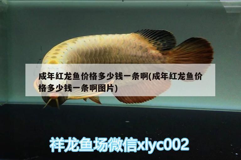 如何區分青龍魚的品相?,區分青龍魚的品相評分表,女王大帆魚哪個品種最珍貴 龍魚百科 第1張 如何區分青龍魚的品相?,區分青龍魚的品相評分表,女王大帆魚哪個品種最珍貴 如何區分青龍魚的品相?,區分青龍魚的品相評分表,女王大帆魚哪個品種最珍貴 龍魚百科 第1張