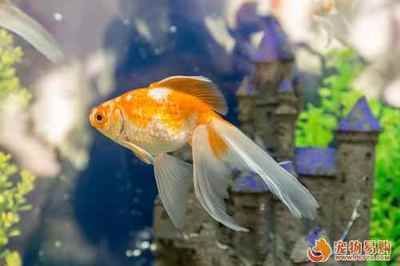 寵物觀賞魚常見的品種圖片及價格：水族箱寵物觀賞魚觀賞魚的品種與寵物觀賞魚品種