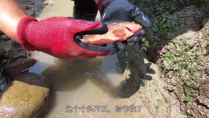 虎魚餌料訓餌步驟，虎魚飼料適應訓練法