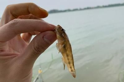 虎魚餌料訓餌步驟，虎魚飼料適應訓練法