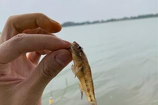 虎魚餌料訓餌步驟，虎魚飼料適應訓練法