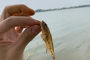虎魚餌料訓餌步驟，虎魚飼料適應訓練法