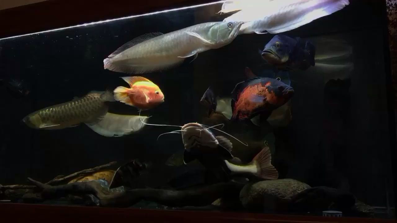 簡簡單單廣東省佛山市禪城區，廣東省佛山市禪城區=====祥龍水族聯盟魚友怎么評論的