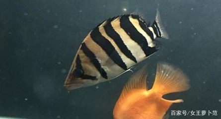 虎魚品種與性格關(guān)系，幾種常見虎魚品種及其性格特點(diǎn)