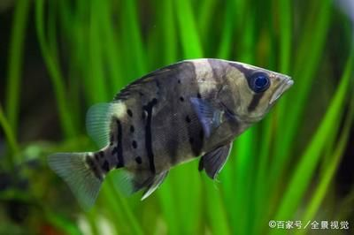 虎魚品種與性格關(guān)系，幾種常見虎魚品種及其性格特點(diǎn)
