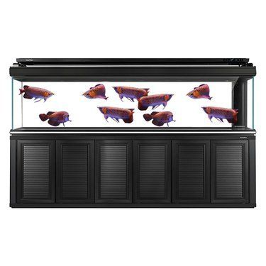 龍魚缸買什么牌子的好用呢，德克龍魚缸的生態(tài)設(shè)計特點,博宇品牌的歷史與發(fā)展