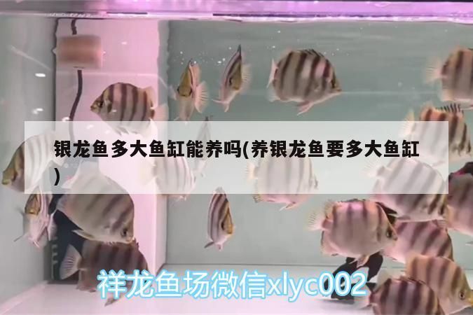 銀龍魚多大魚缸能養嗎(養銀龍魚要多大魚缸)