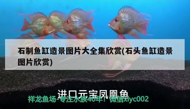 石制魚缸造景圖片大全集欣賞(石頭魚缸造景圖片欣賞) 元寶鳳凰魚百科 第3張 石制魚缸造景圖片大全集欣賞(石頭魚缸造景圖片欣賞) 石制魚缸造景圖片大全集欣賞(石頭魚缸造景圖片欣賞) 元寶鳳凰魚百科 第3張