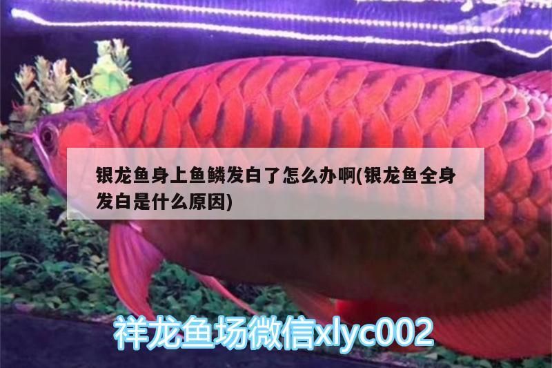 銀龍魚身上魚鱗發(fā)白了怎么辦啊(銀龍魚全身發(fā)白是什么原因)