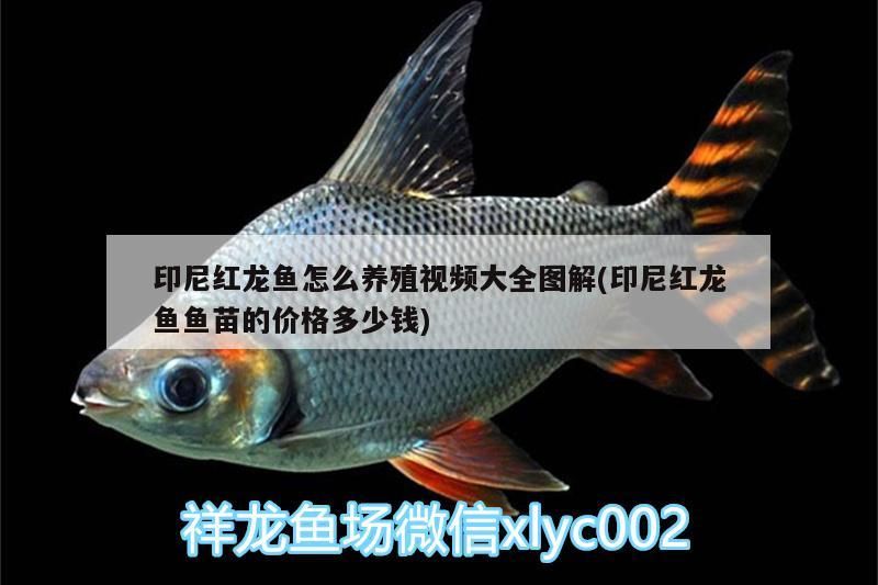 印尼紅龍魚怎么養殖視頻大全圖解(印尼紅龍魚魚苗的價格多少錢)