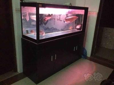 15公分豬鼻龜多少錢：關于豬鼻龜的價格問題