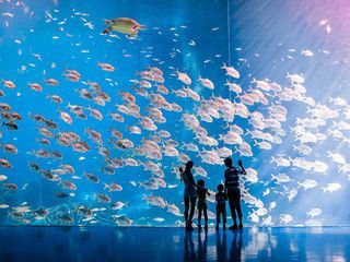 關(guān)于水族館的作文450字左右（《水族館之行》水族館是一個(gè)既能娛樂(lè)又能學(xué)習(xí)的好地方）