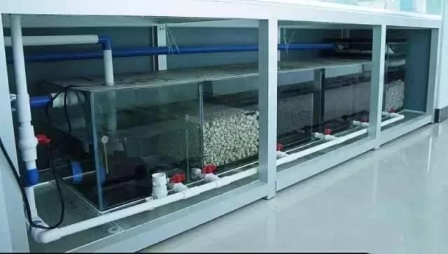 詳細(xì)閱讀:觀賞魚龍魚有多少個(gè)品種(觀賞魚種類龍魚) 觀賞魚龍魚有多少個(gè)品種(觀賞魚種類龍魚)