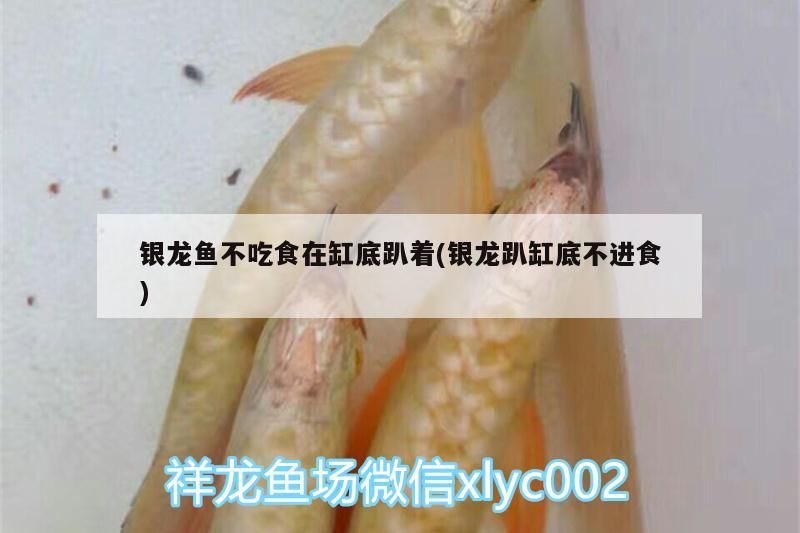 銀龍魚不吃食在缸底趴著(銀龍趴缸底不進食)