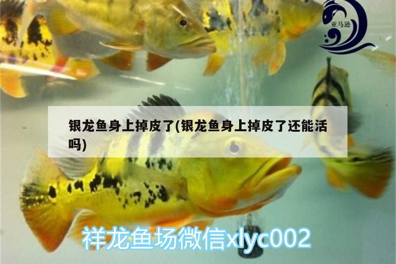 銀龍魚身上掉皮了(銀龍魚身上掉皮了還能活嗎)