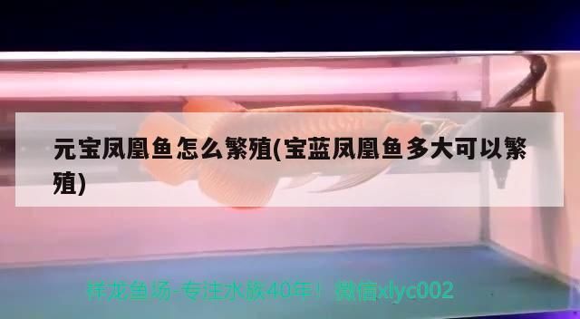 元寶鳳凰魚怎么繁殖(寶藍鳳凰魚多大可以繁殖)