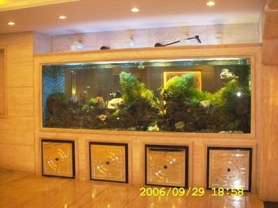 金龍魚(yú)與紅龍混養(yǎng)技術(shù)比較
