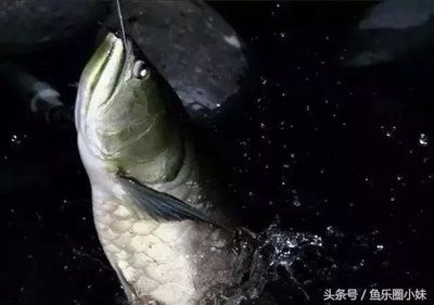 魟魚過水多長時間開口好釣：魟魚過水多長時間開口好釣[需手動填充][需手動填充]魚過水多長時間開口好釣