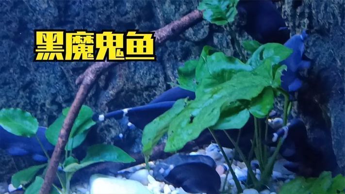 一般水族館都賣些什么魚？（水族館售賣的魚類種類繁多，）