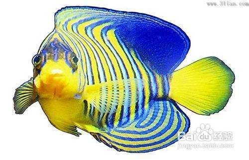 大體型觀賞魚（什么是大體型觀賞魚？）