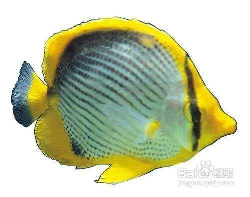 大體型觀賞魚（什么是大體型觀賞魚？）