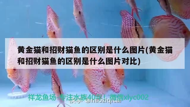 黃金貓和招財貓魚的區別是什么圖片(黃金貓和招財貓魚的區別是什么圖片對比)