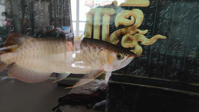 福州龍魚vs福州水族批發市場vs福州水族館vs福州魚缸批發市場vs祥龍魚場:福州魚缸批發市場