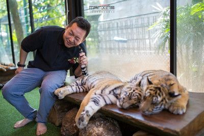 泰北虎與泰虎的區別：泰北虎和泰虎在外觀、生活習性和飼養難度上都有所不同 泰北虎與泰虎的區別：泰北虎和泰虎在外觀、生活習性和飼養難度上都有所不同 虎魚百科 第1張