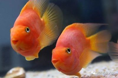 龍魚缸每次換水多少合適vs祥龍魚場：新買的龍魚入缸多久換一次水