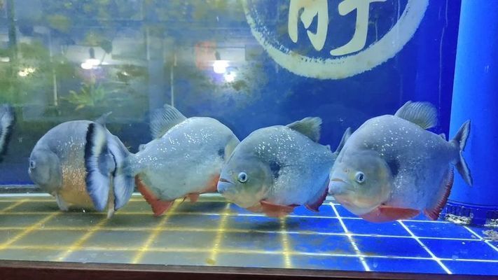 三紋虎魚喂食后消化管理，三紋虎魚喂食后消化管理的建議