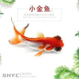 阿里龍魚vs阿里水族批發市場vs阿里水族館vs阿里魚缸批發市場vs祥龍魚場：阿里龍魚與祥龍魚場的區別