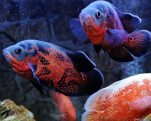 水族館放在客廳哪里？：客廳魚缸風水布局技巧 水族館放在客廳哪里？：客廳魚缸風水布局技巧 水族館百科（水族館加盟） 第5張