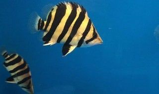 高端金龍魚魚缸品牌排名第一名是什么，高端金龍魚魚缸品牌排名