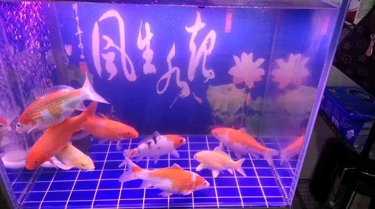 淮南魚缸上門回收電話多少號（淮南金魚批發）