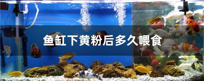 淮南魚缸上門回收電話多少號（淮南金魚批發）