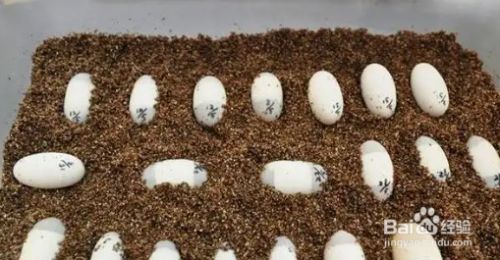 豬鼻龜蛋孵化最佳方法視頻：關于豬鼻龜的飼養方法