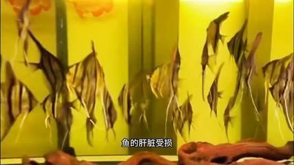 甲硝銼對龍魚的作用是什么vs祥龍魚場：關于龍魚使用甲硝唑的可能性