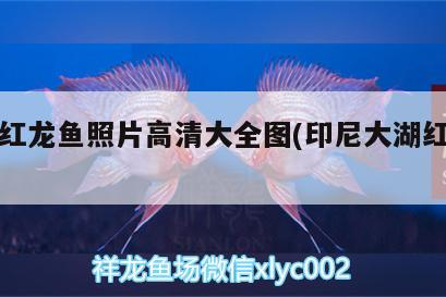 印尼紅龍魚(yú)照片高清大全圖(印尼大湖紅龍魚(yú))