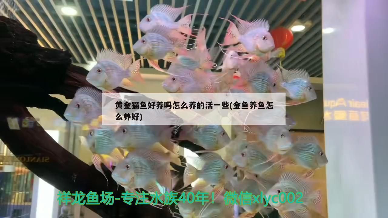 黃金貓魚好養嗎怎么養的活一些(金魚養魚怎么養好)