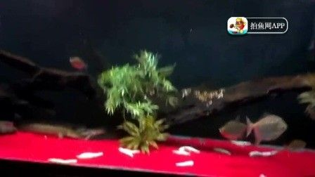 龍魚的養護與鑒賞方法有哪些呢