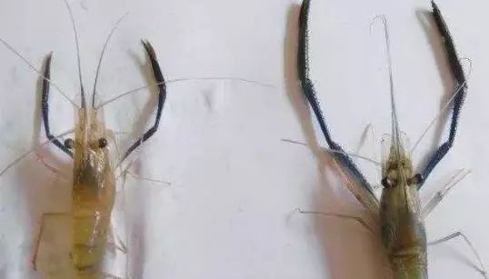 虎魚活餌保存方法，活餌保存容器選擇技巧，冷凍活餌解凍最佳方法