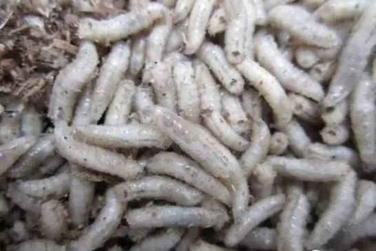 虎魚活餌保存方法，活餌保存容器選擇技巧，冷凍活餌解凍最佳方法