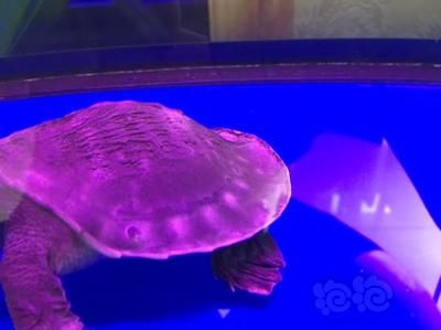 豬鼻龜多久能長大：豬鼻龜活多久能長大成型，